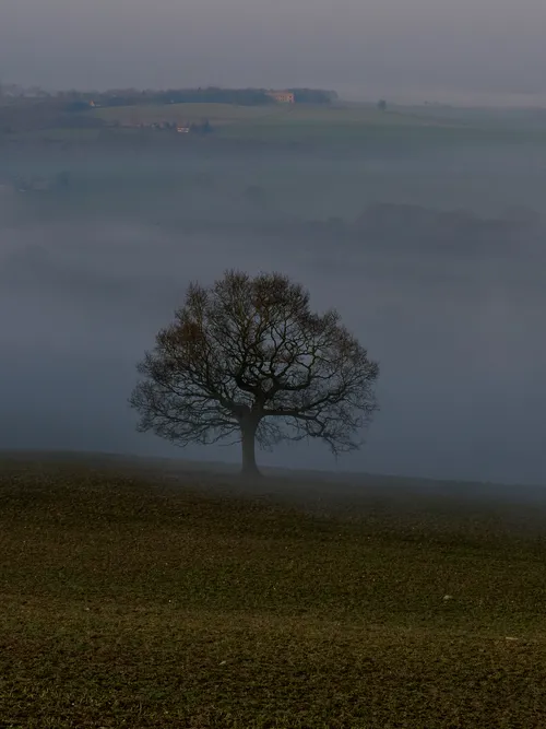 Sutton Scarsdale tree dark This rural landscape photograph, taken at dawn during early spring, features the Sutton Scarsdale tree as the main subject. The tree stands alone in a field partially shrouded in mist, emphasizing the tranquil atmosphere typical of rural scenes at this time of year. In the distance, the prominent building visible on the horizon is Sutton Scarsdale Hall, which is a well-known landmark in the area. The low morning light and soft mist create a gentle, atmospheric effect around the trees and the rolling landscape, capturing the subtle transition between night and day in this rural setting.
